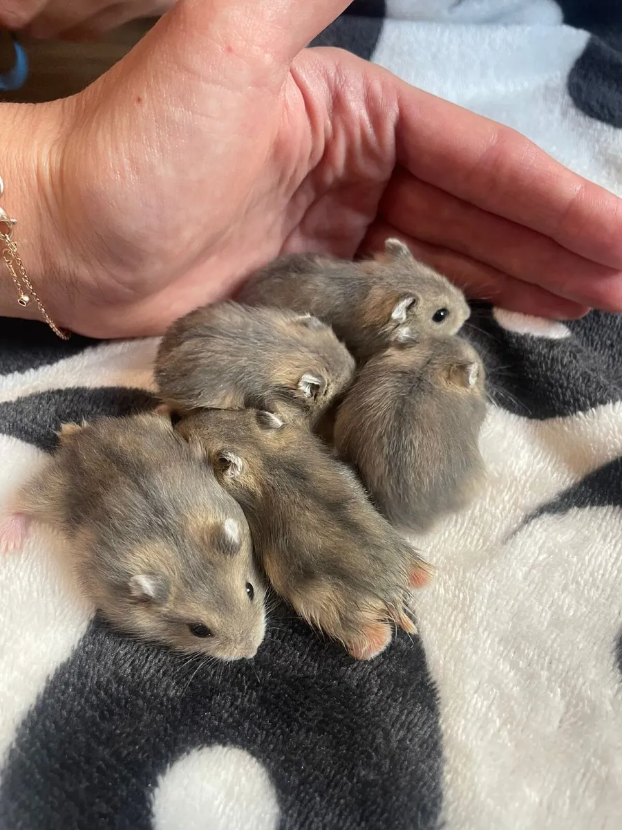 Hamsters - Image 3