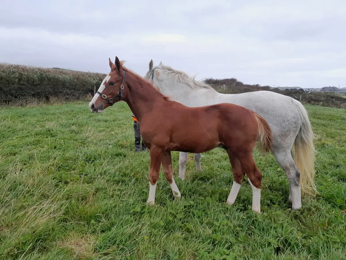 Lot 227 For Sale at Goresbridge Saturday 11 Oct - Image 1