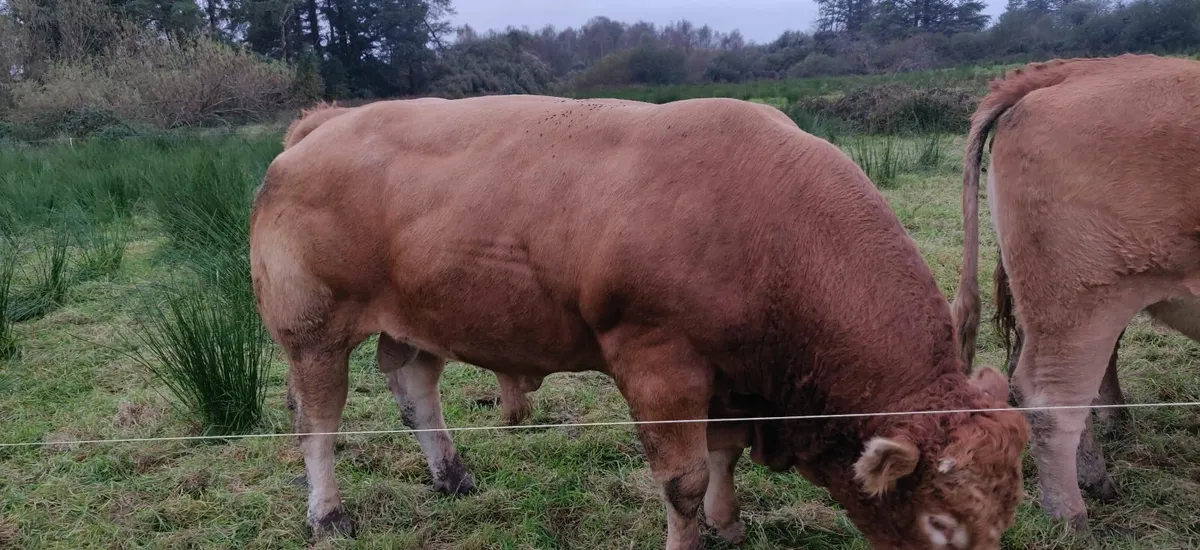 LM ped Bull - Image 1