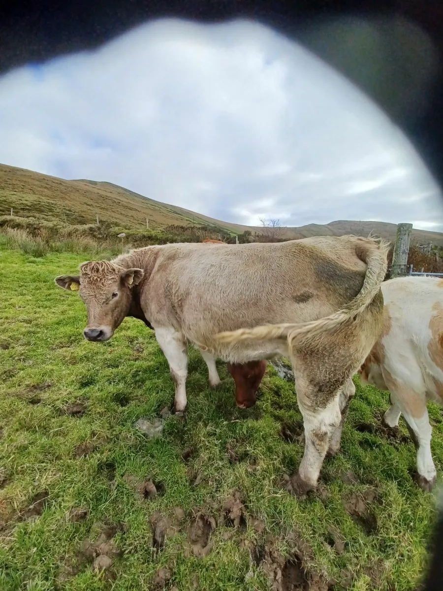 Incalf Heifers - Image 1