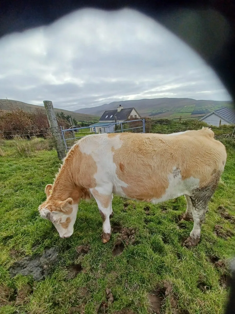 Incalf Heifers - Image 2