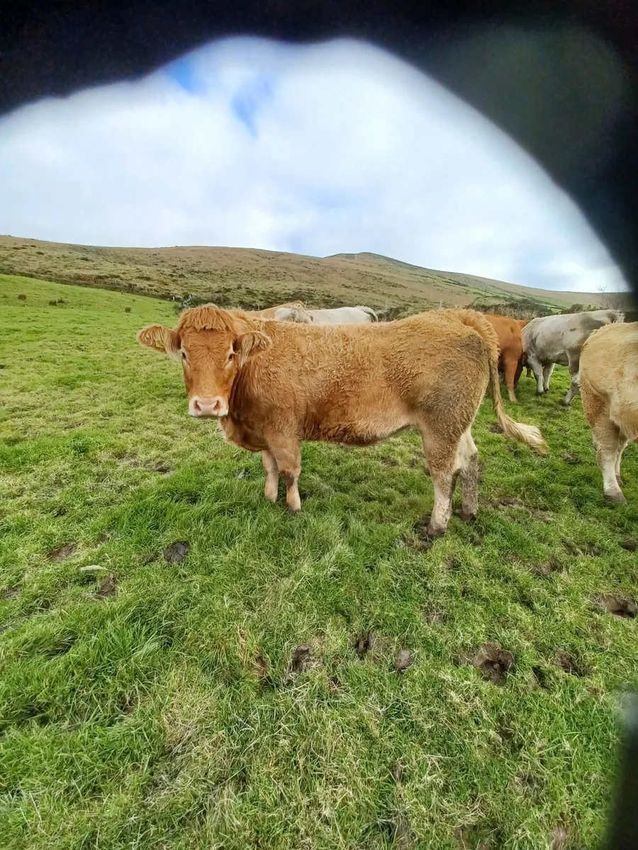 Incalf Heifers - Image 3