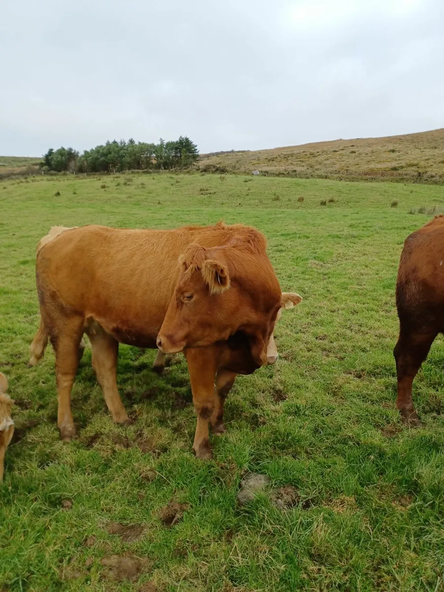 Incalf Heifers - Image 4