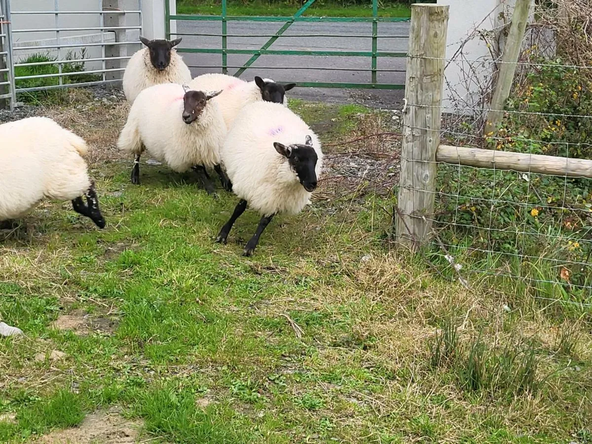 Ewe Lambs - Image 1