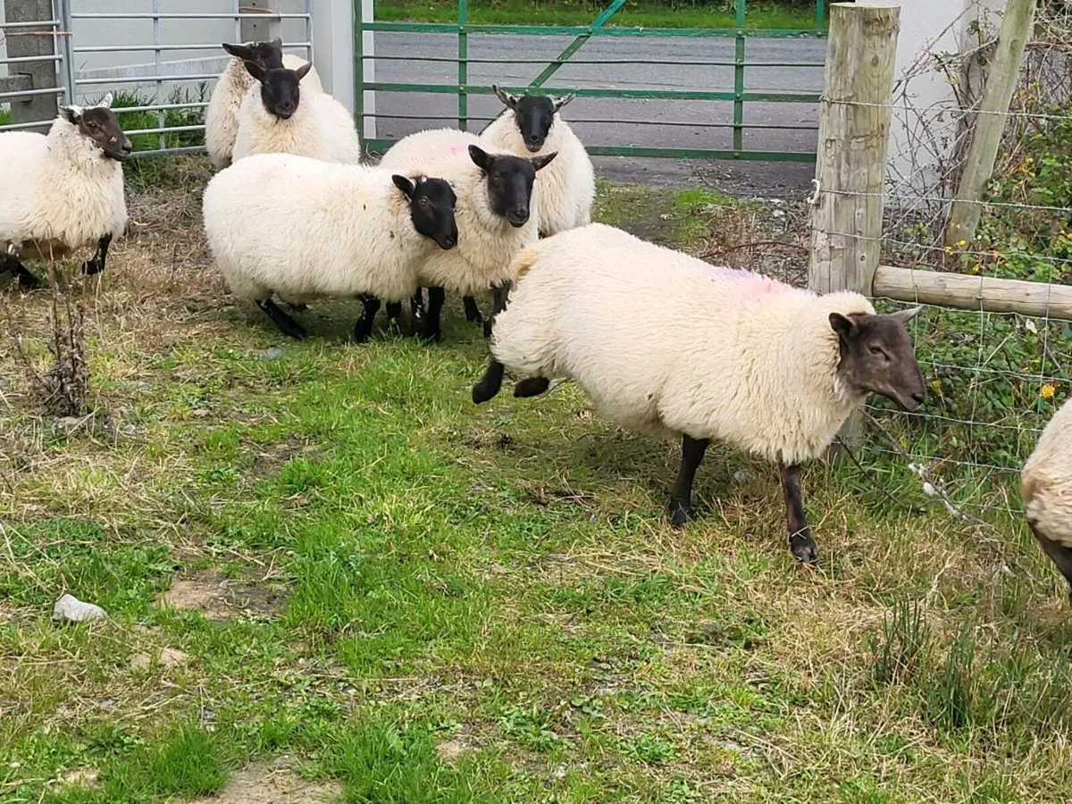 Ewe Lambs - Image 2