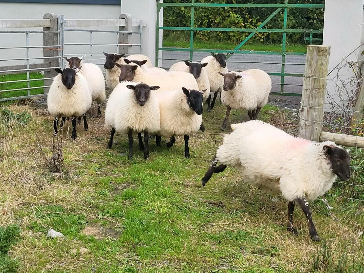 Ewe Lambs - Image 3