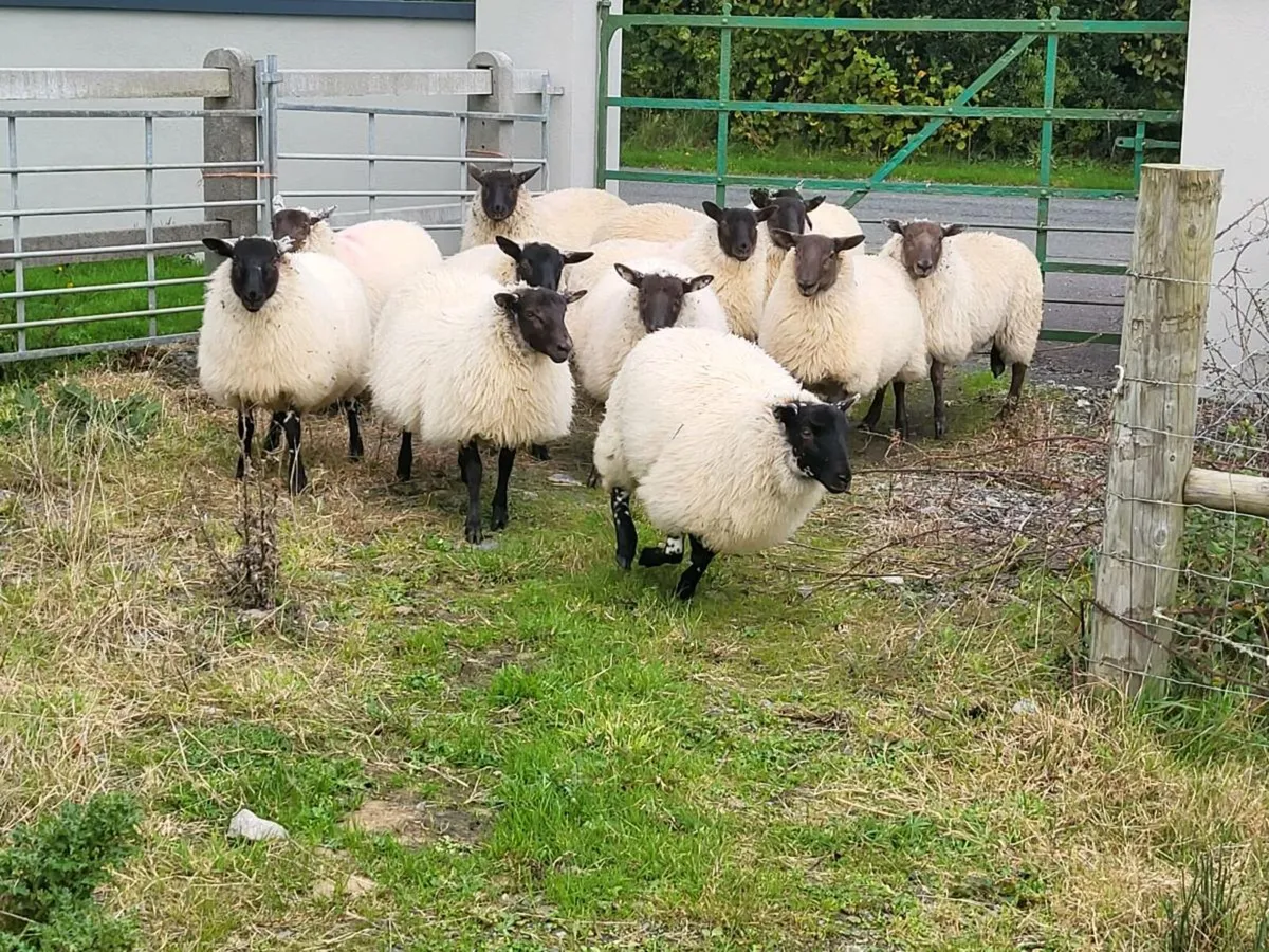 Ewe Lambs - Image 4