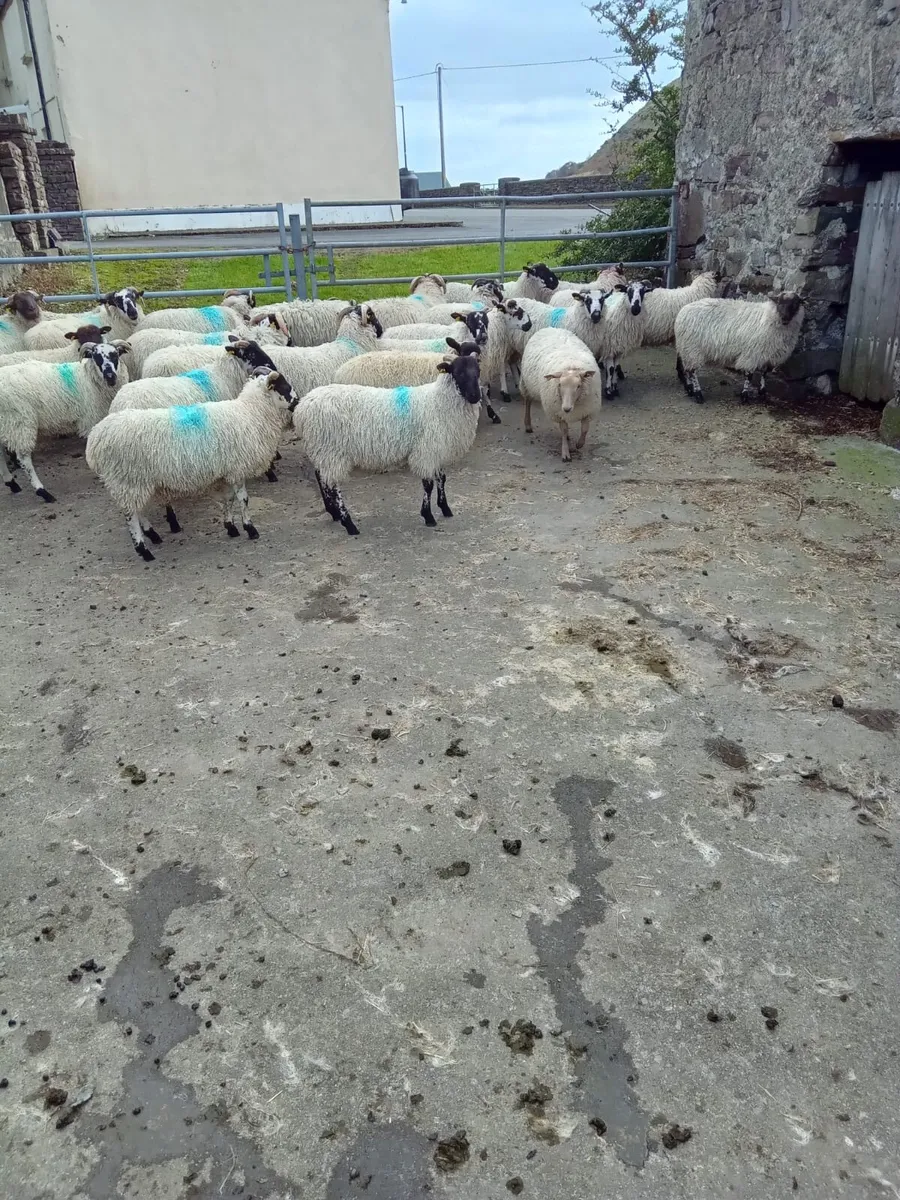 50 Ram Lambs - Image 1