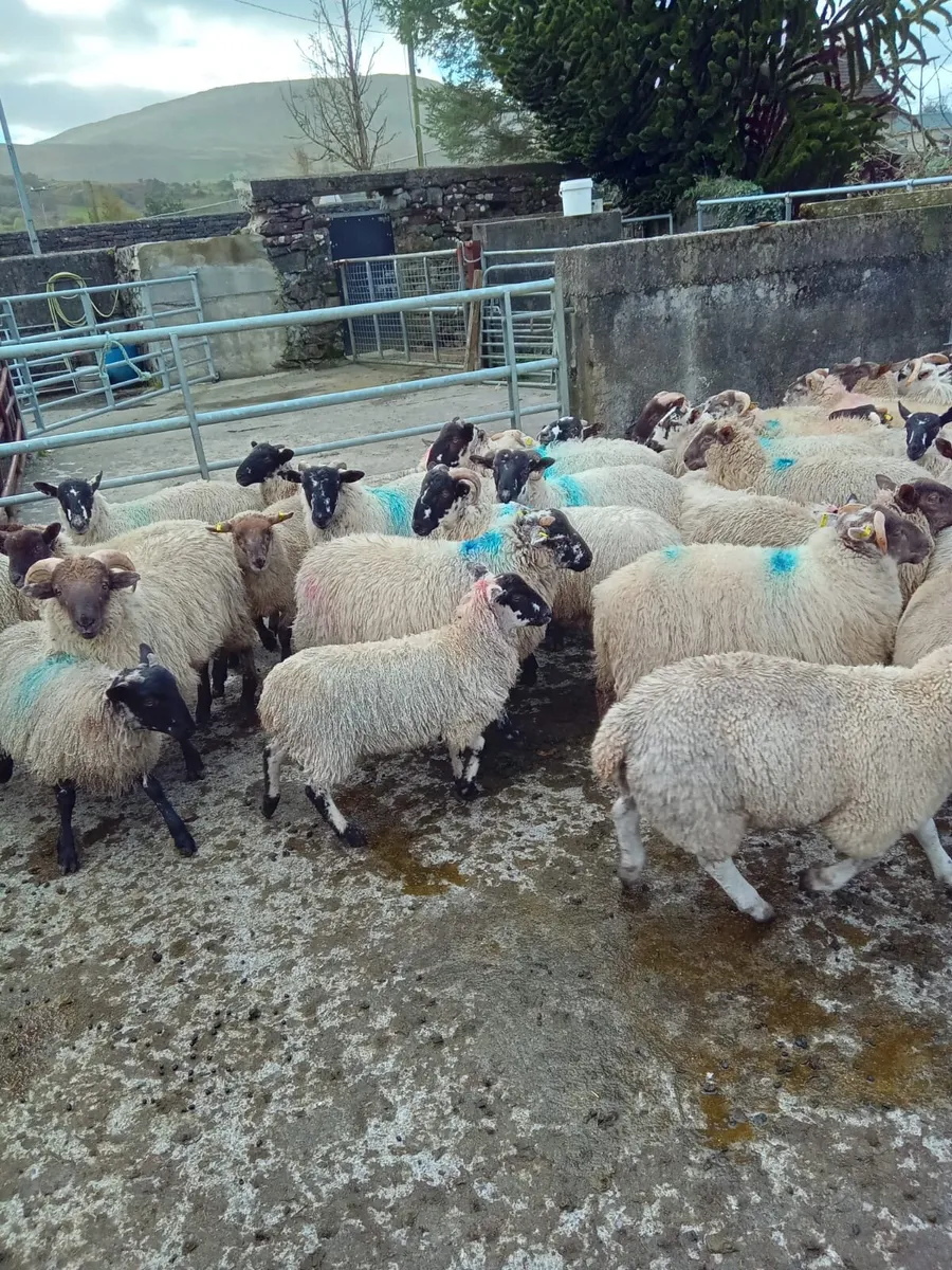 50 Ram Lambs - Image 2