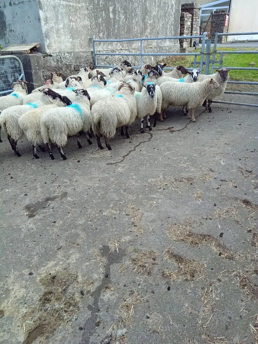 50 Ram Lambs - Image 3