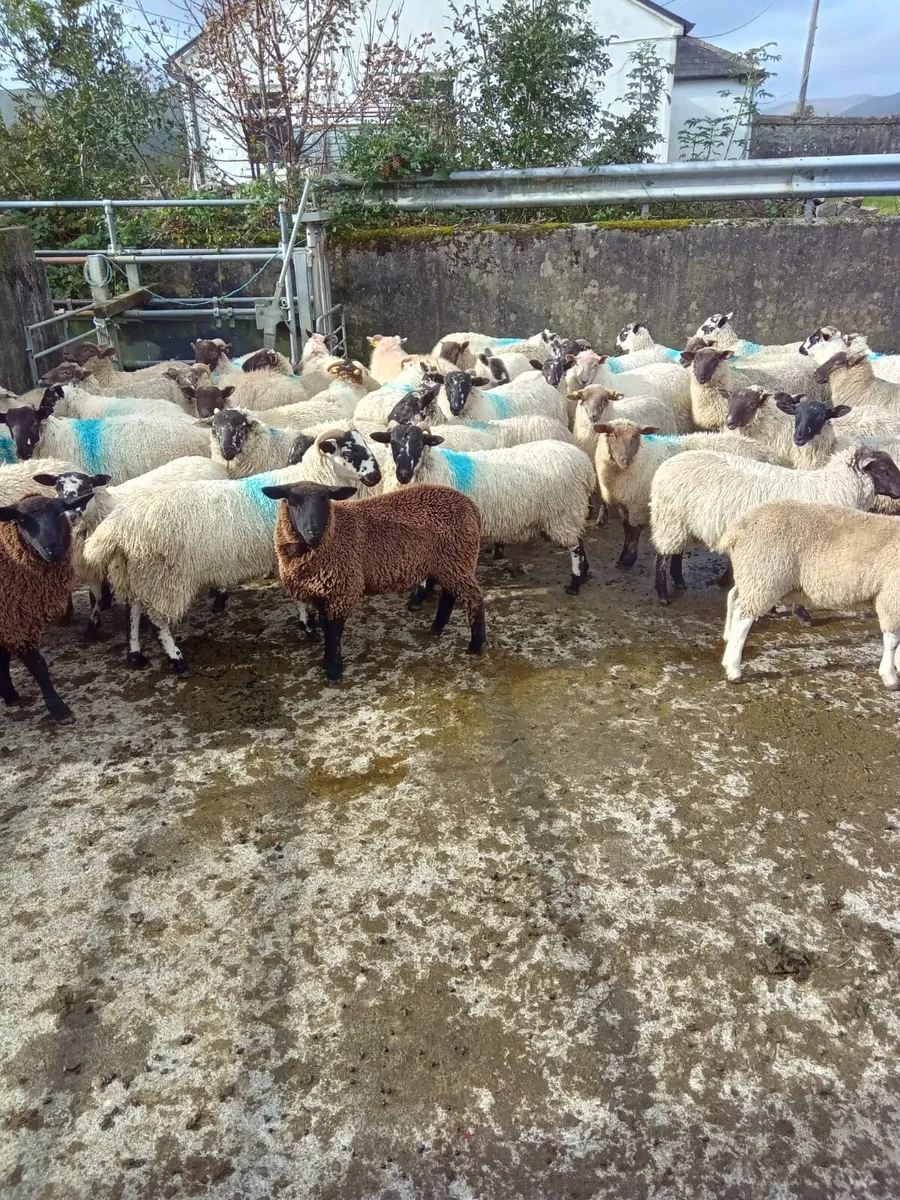 50 Ram Lambs - Image 4
