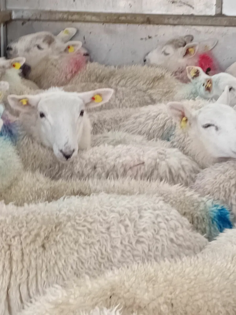 Ewe lambs - Image 2