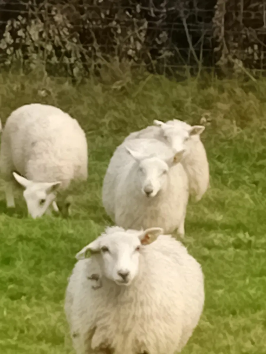 Ewe lambs - Image 3