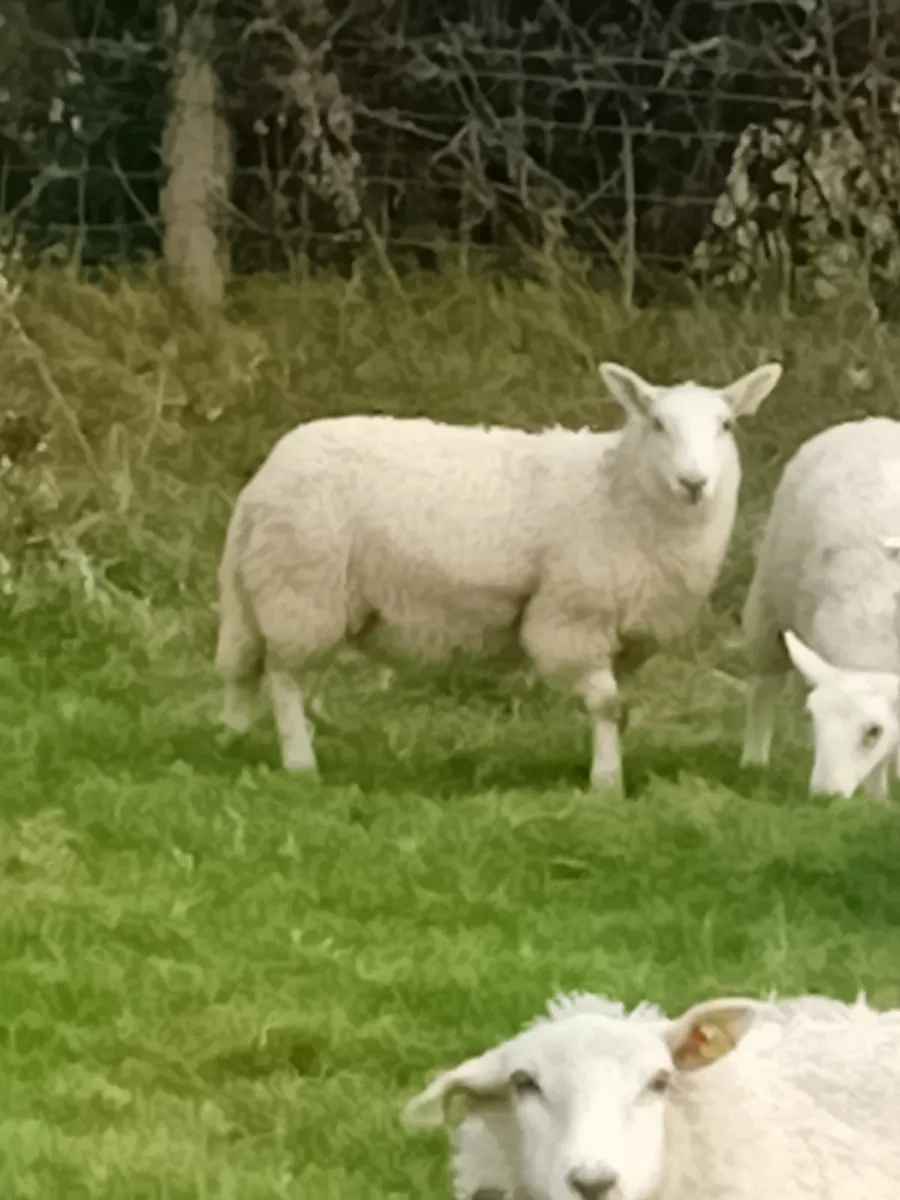 Ewe lambs - Image 4