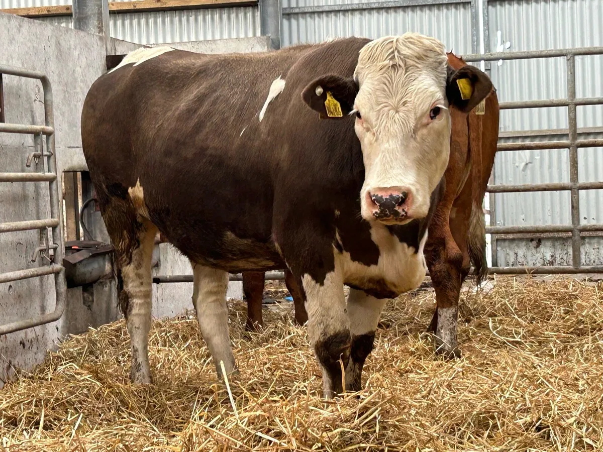 5 5 star ⭐ ⭐️⭐️⭐️⭐️ incalf heifers - Image 2