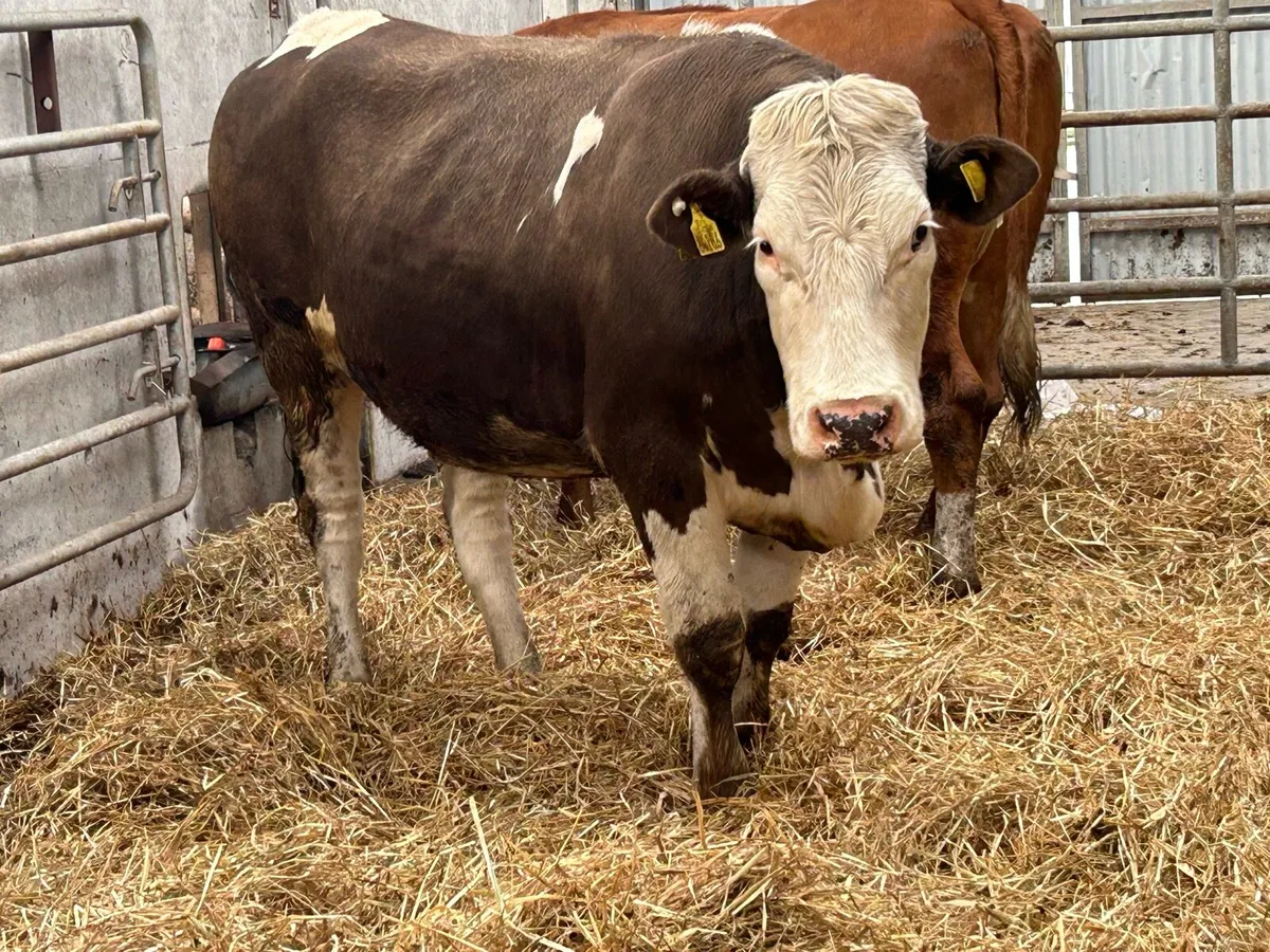 5 5 star ⭐ ⭐️⭐️⭐️⭐️ incalf heifers - Image 3