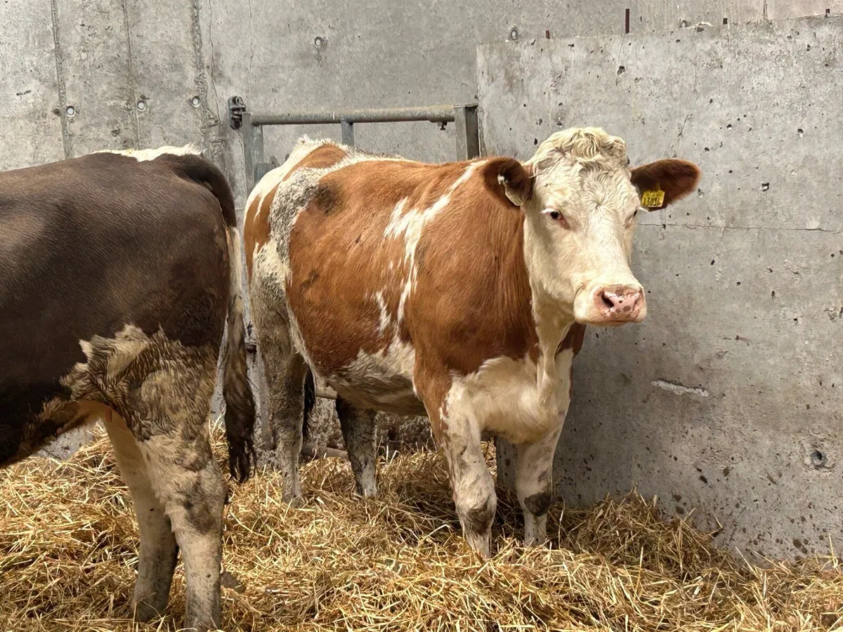 5 5 star ⭐ ⭐️⭐️⭐️⭐️ incalf heifers - Image 4