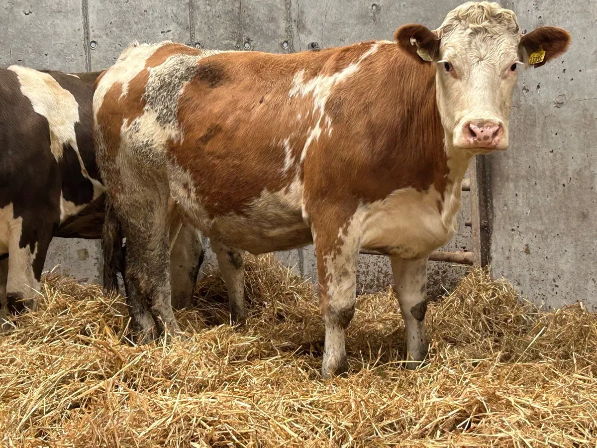 5 5 star ⭐ ⭐️⭐️⭐️⭐️ incalf heifers - Image 1