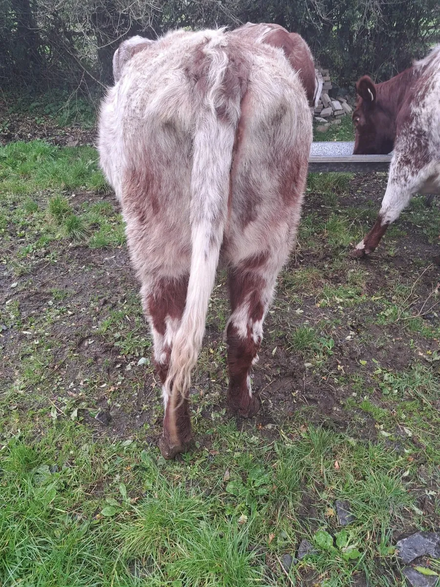 Shorthorn PBR incalf Heifer - Image 3