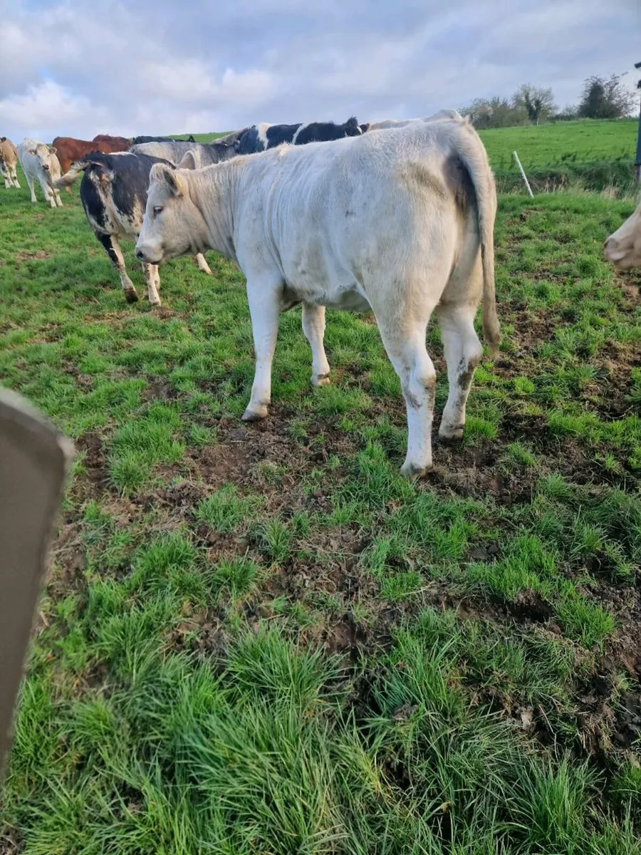 Heifers for sale - Image 2