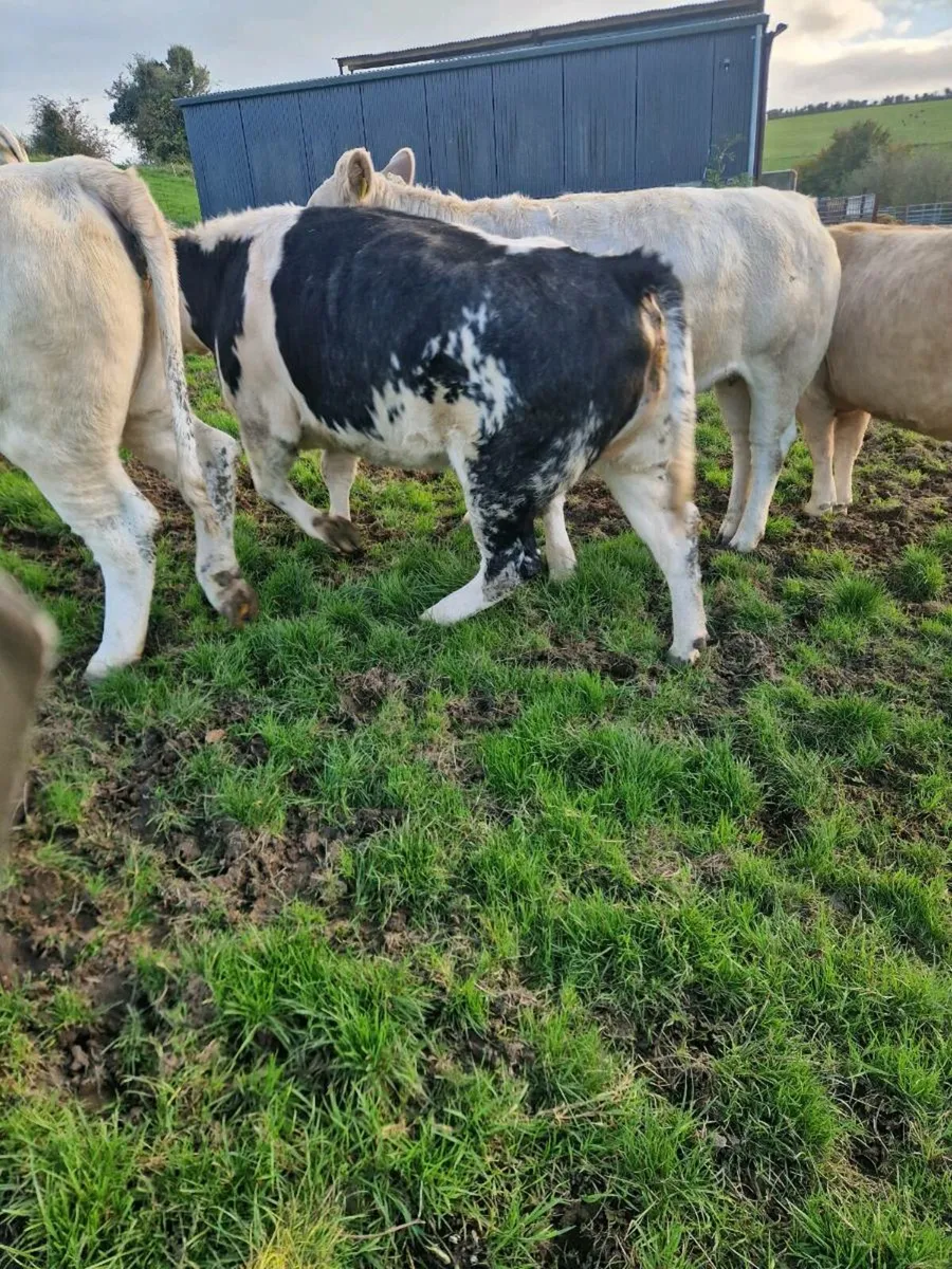 Heifers for sale - Image 3