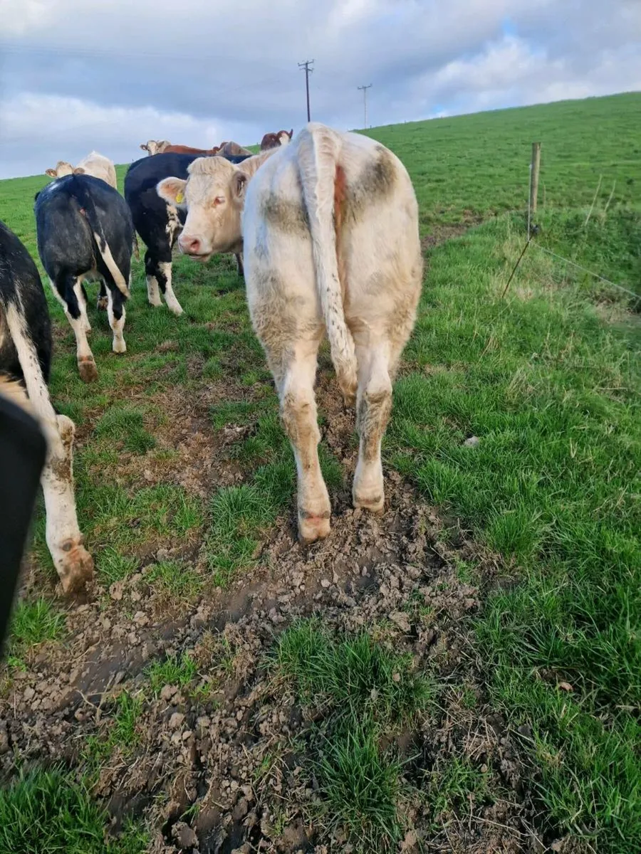Heifers for sale - Image 4
