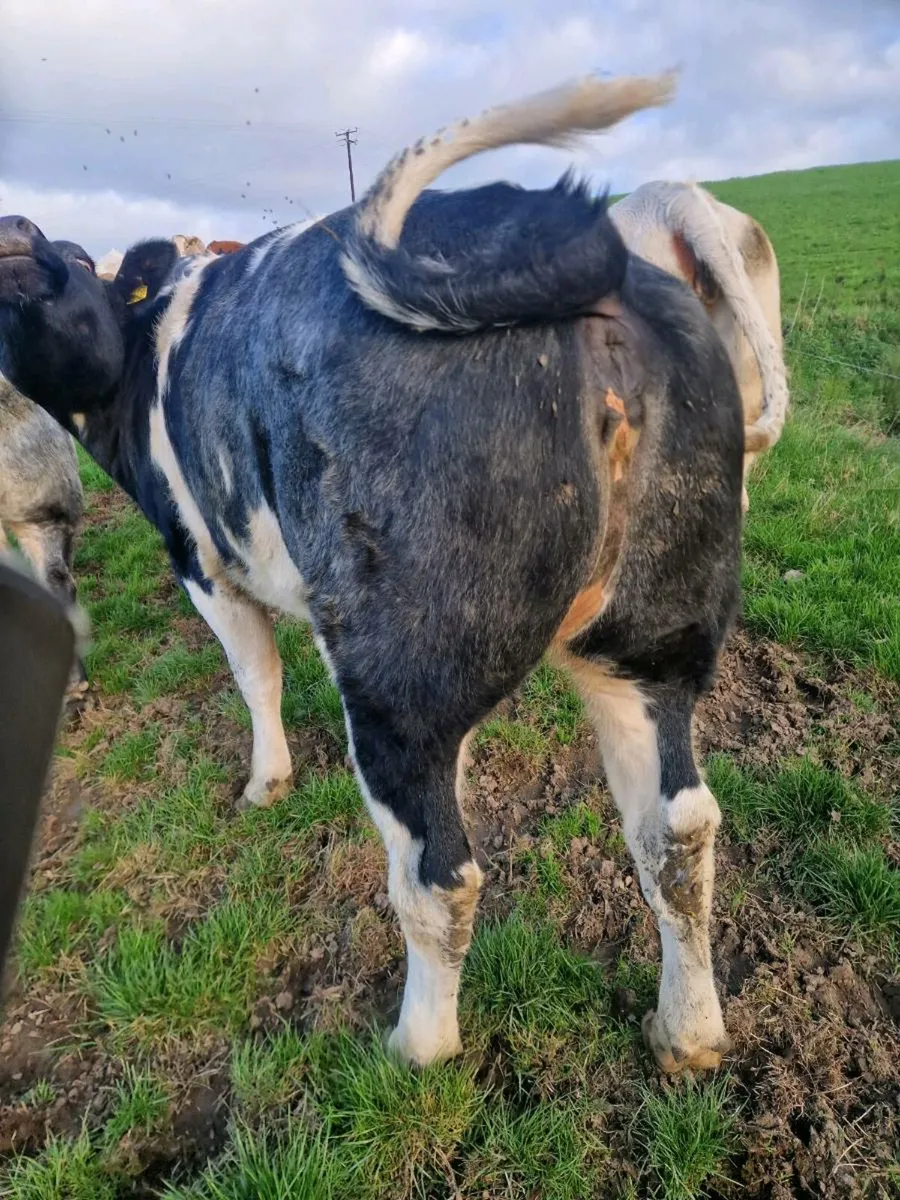 Heifers for sale - Image 1