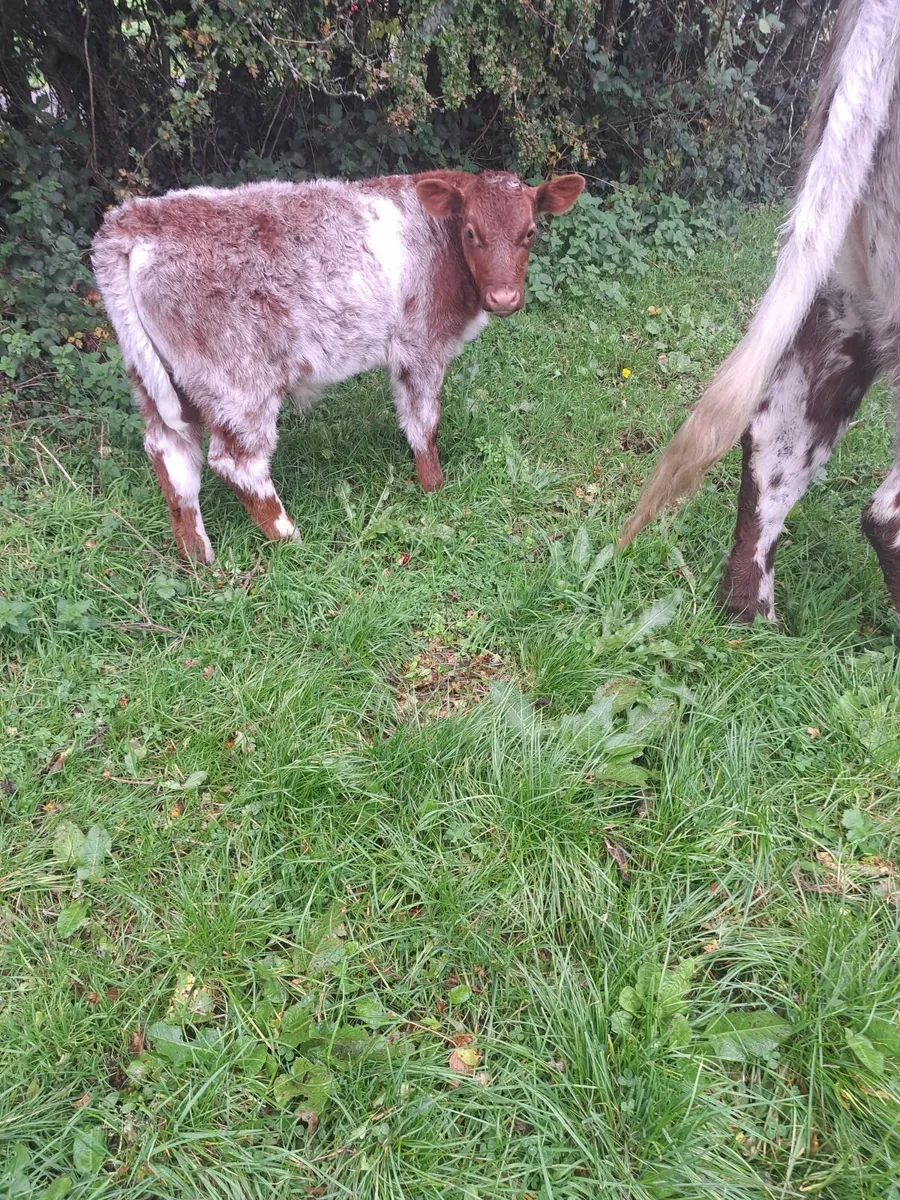 Shorthorn PBR incalf Heifer - Image 4