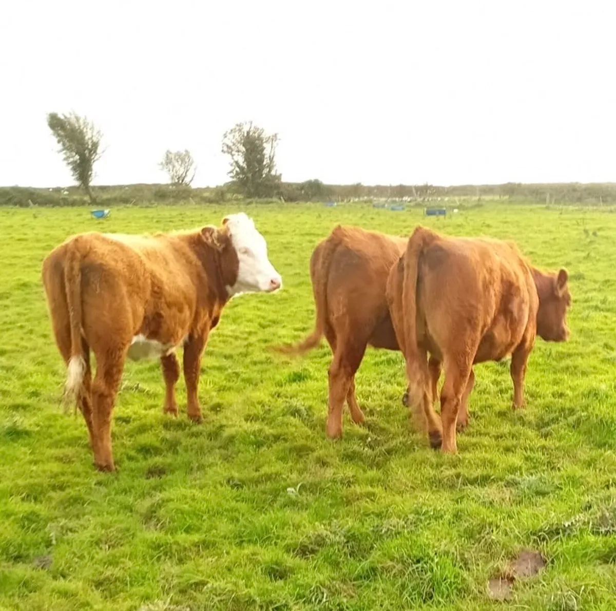 Organic Heifers Roscommon Sale 11th October - Image 1