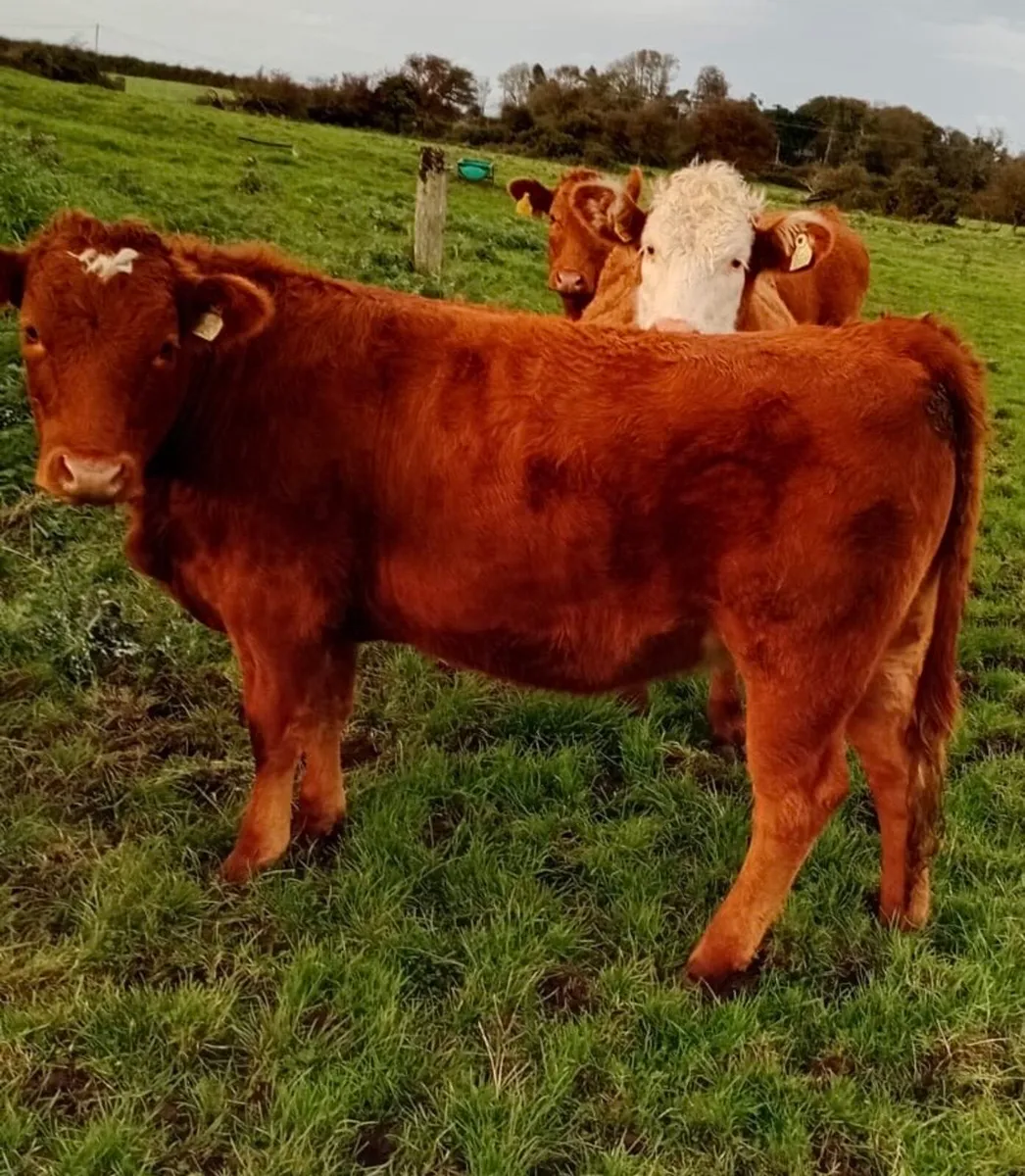 Organic Heifers Roscommon Sale 11th October - Image 2
