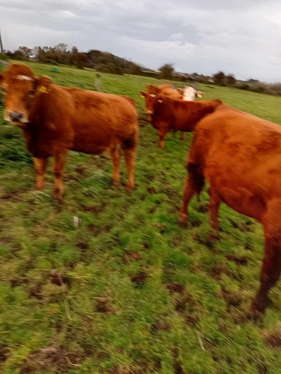 Organic Heifers Roscommon Sale 11th October - Image 3