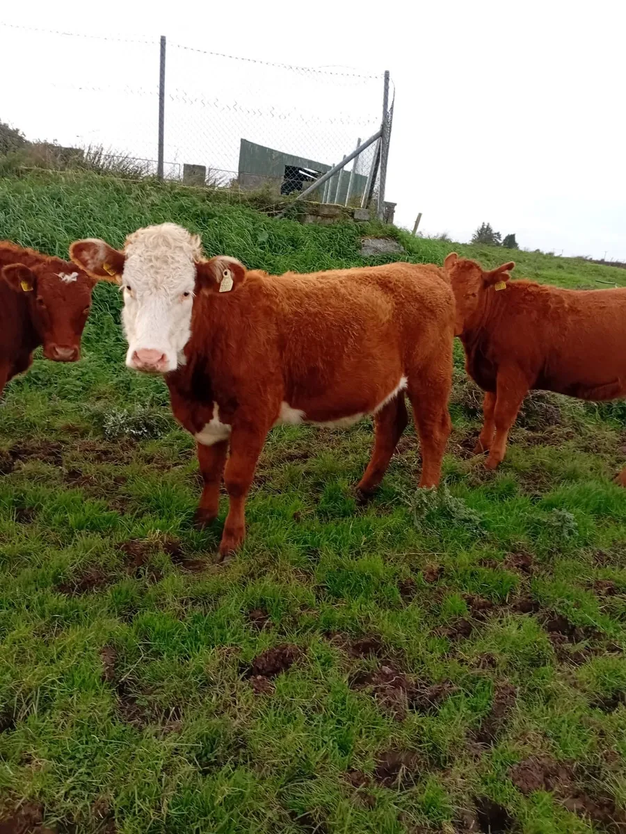 Organic Heifers Roscommon Sale 11th October - Image 4