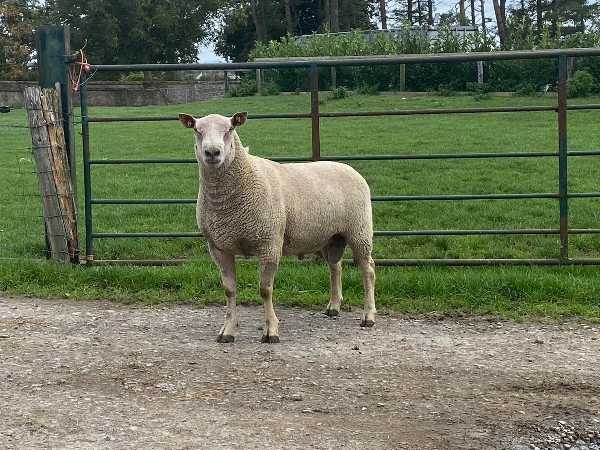 Chartex (Charollais x Texel) ram