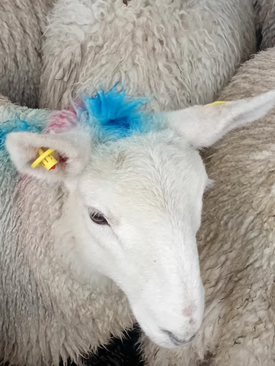 Ewe lambs - Image 1