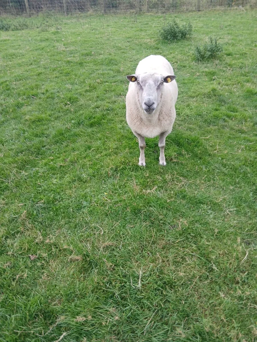 Ram - Image 1