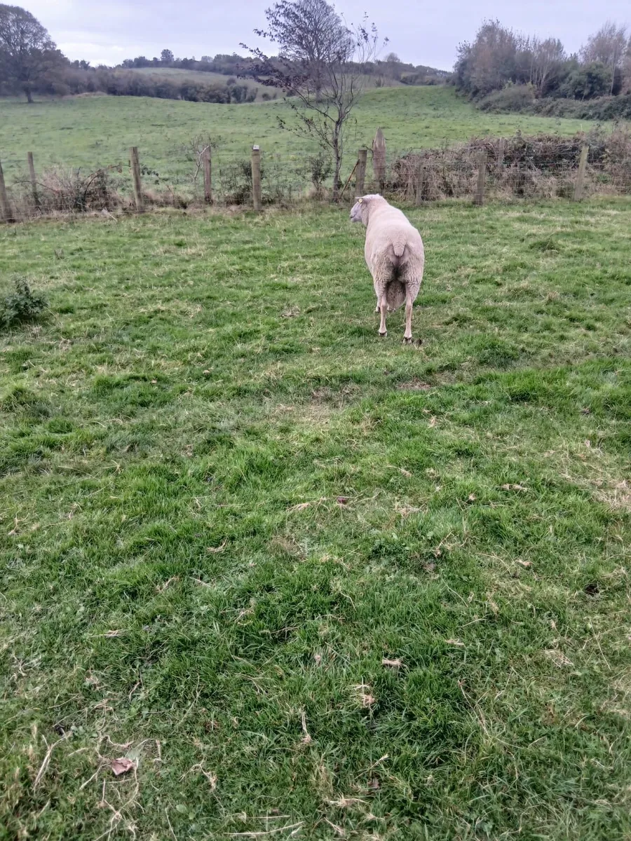 Ram - Image 2