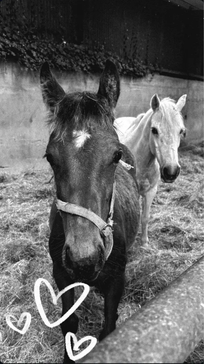 Stunning Colt foal - Image 1