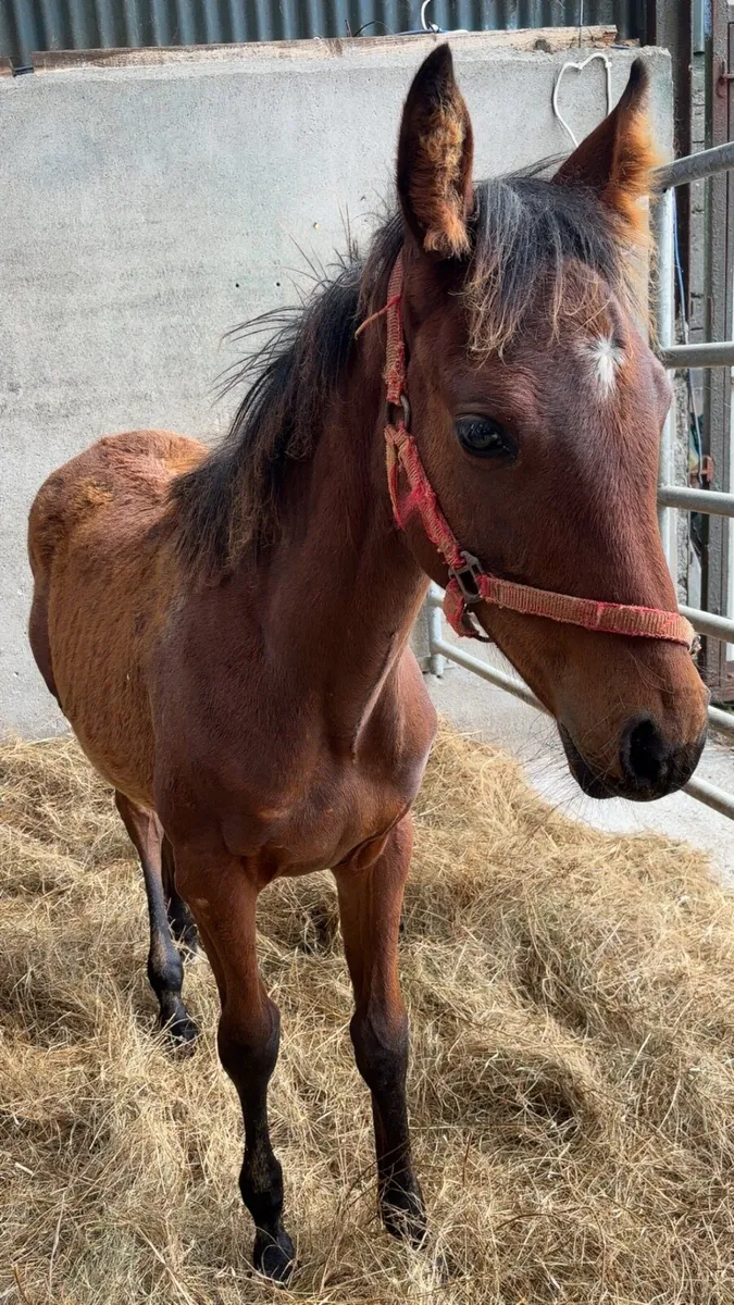 Stunning Colt foal - Image 2