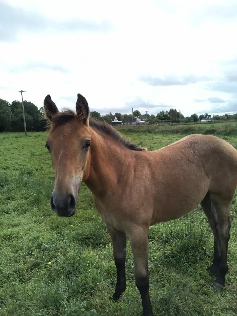 Filly Foal - Image 1