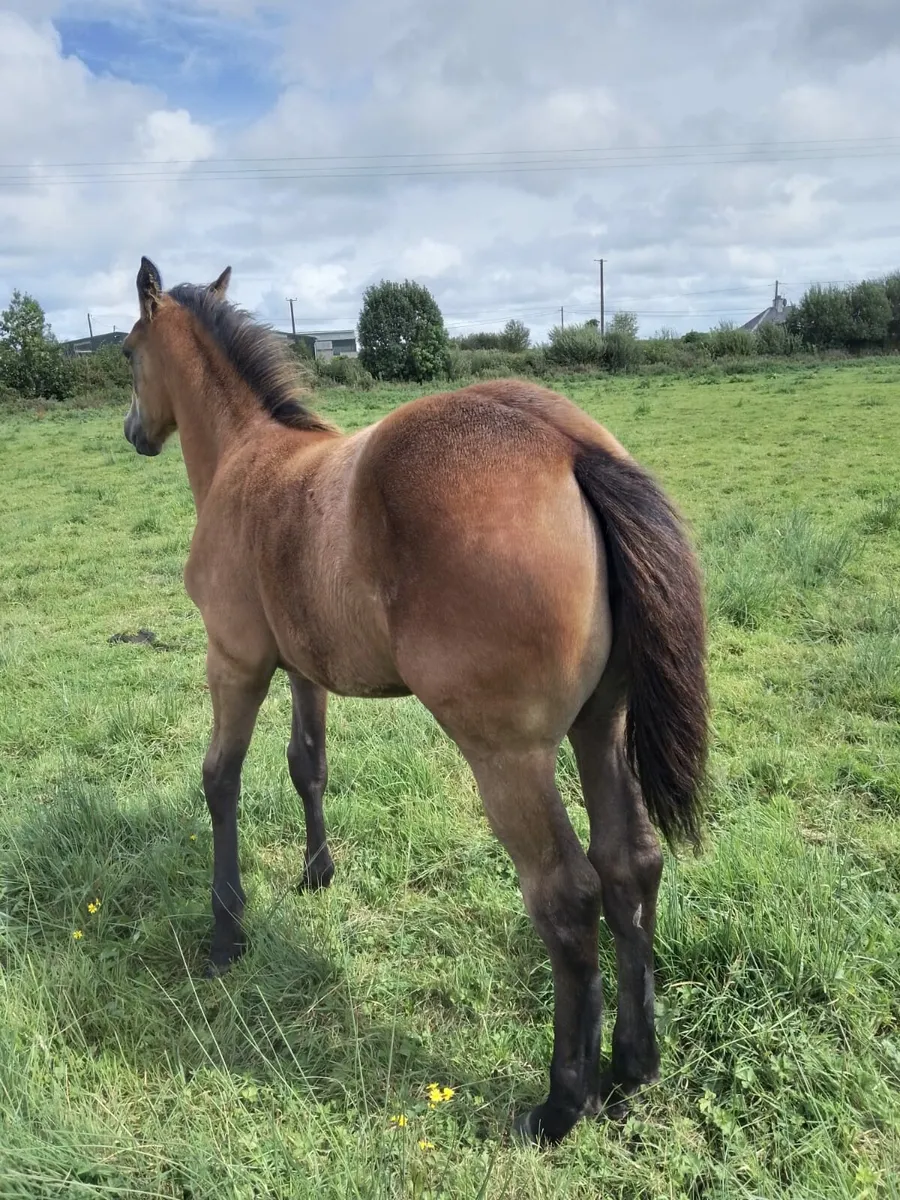 Filly Foal - Image 2