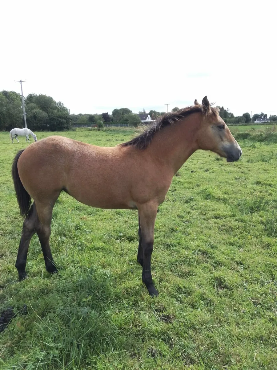 Filly Foal - Image 3