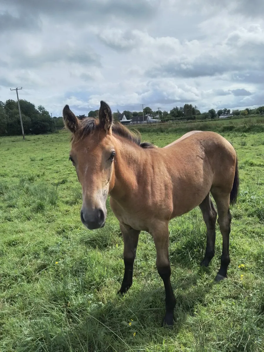Filly Foal - Image 4