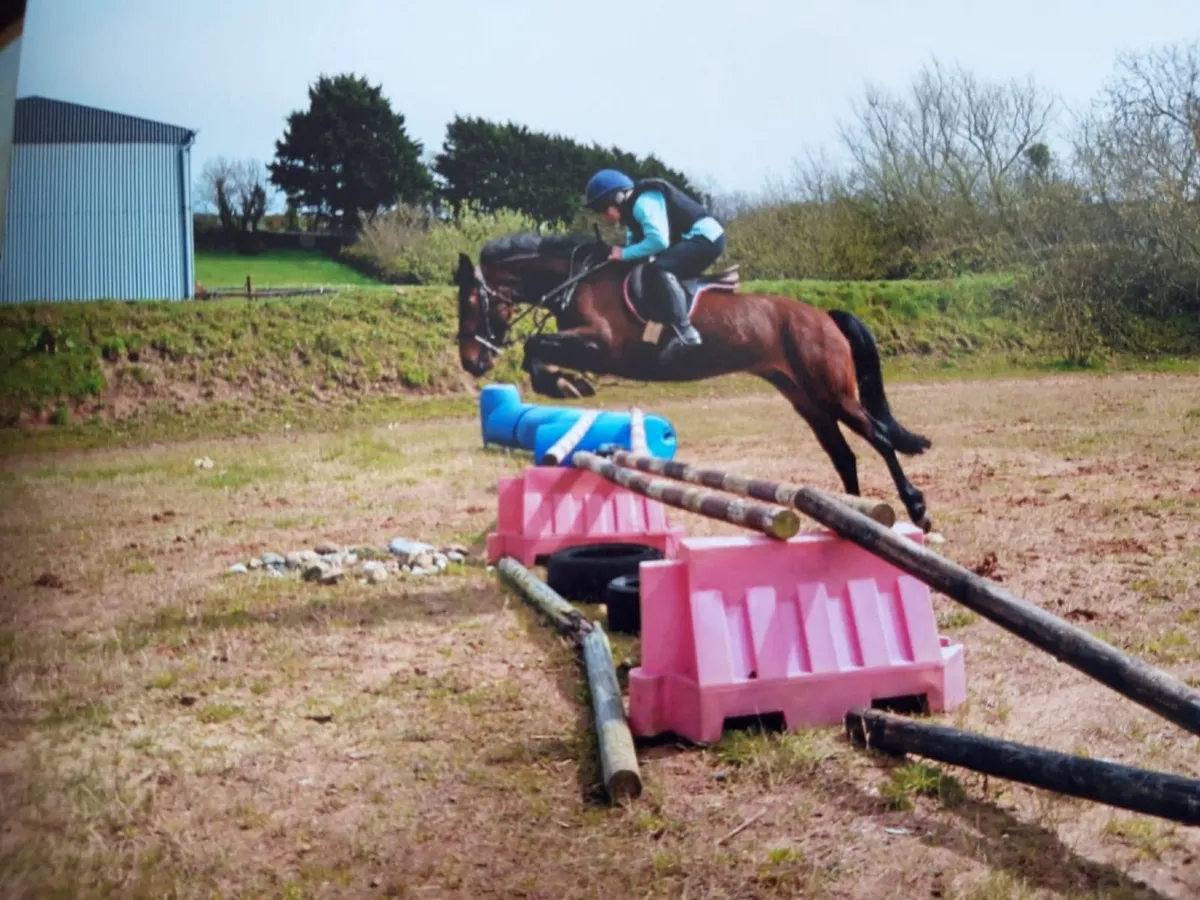 Bay pony - Image 1