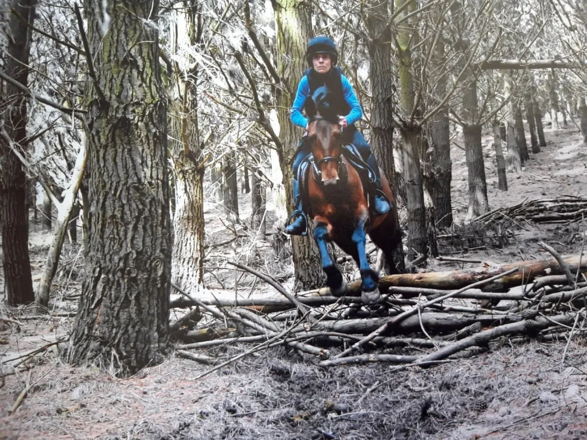 Bay pony - Image 2