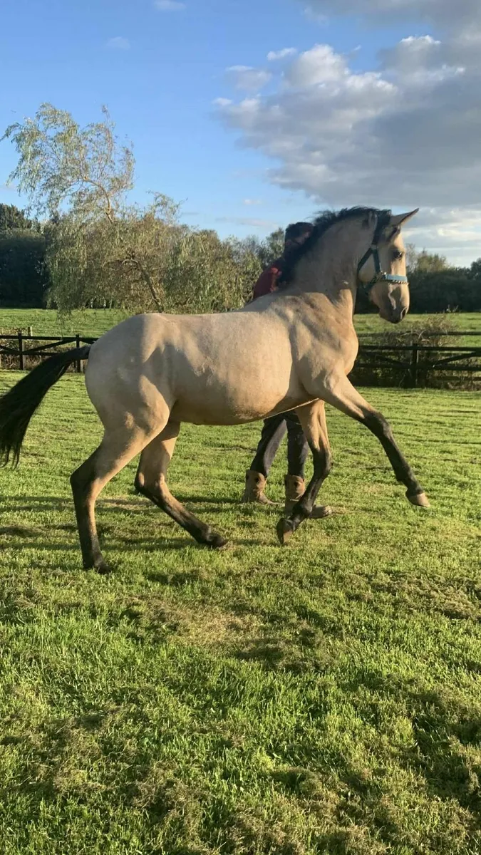 Yearling colt - Image 3
