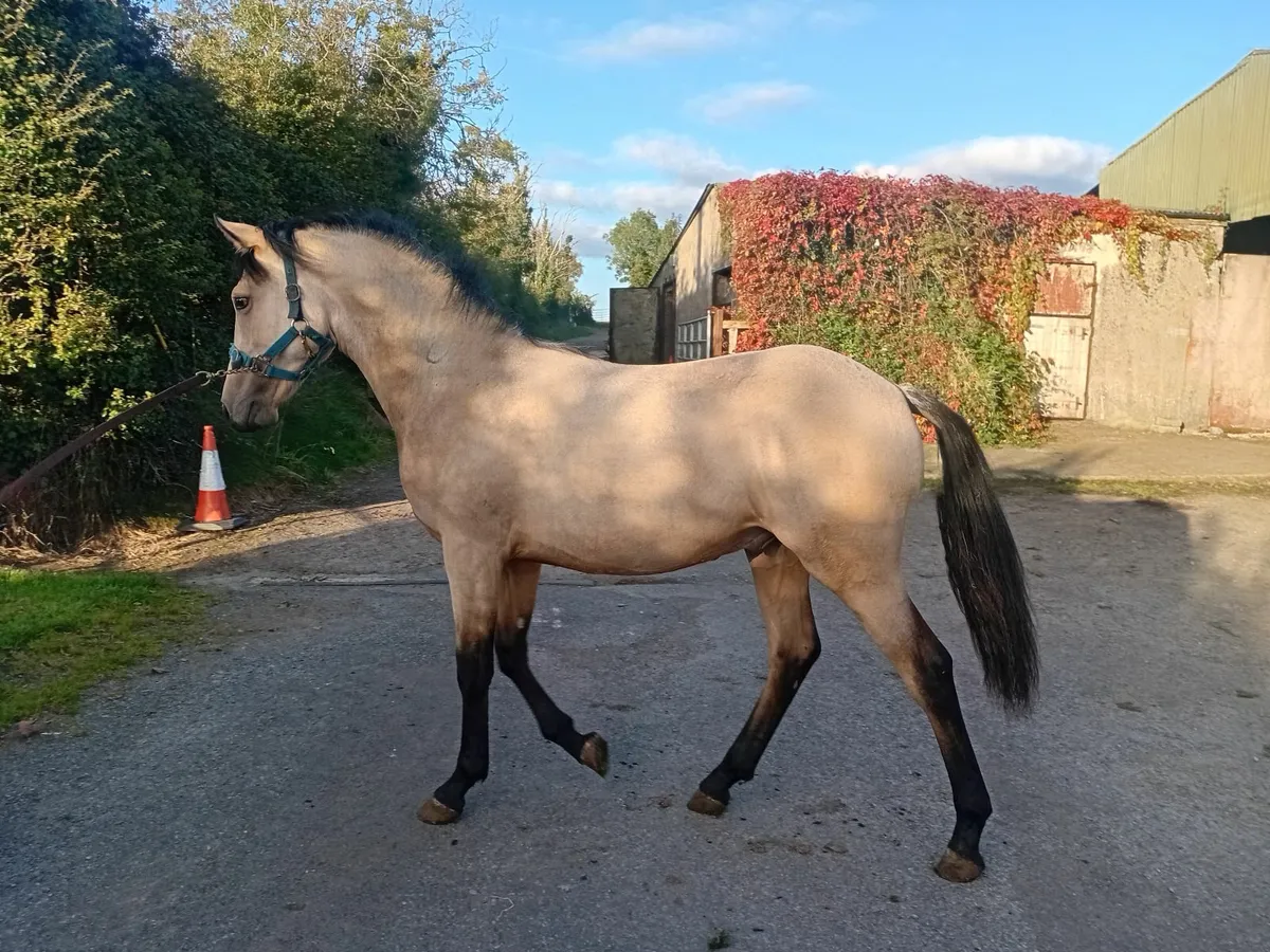 Yearling colt - Image 4