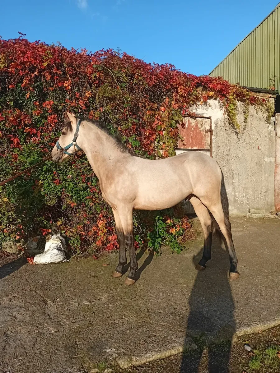 Yearling colt - Image 2