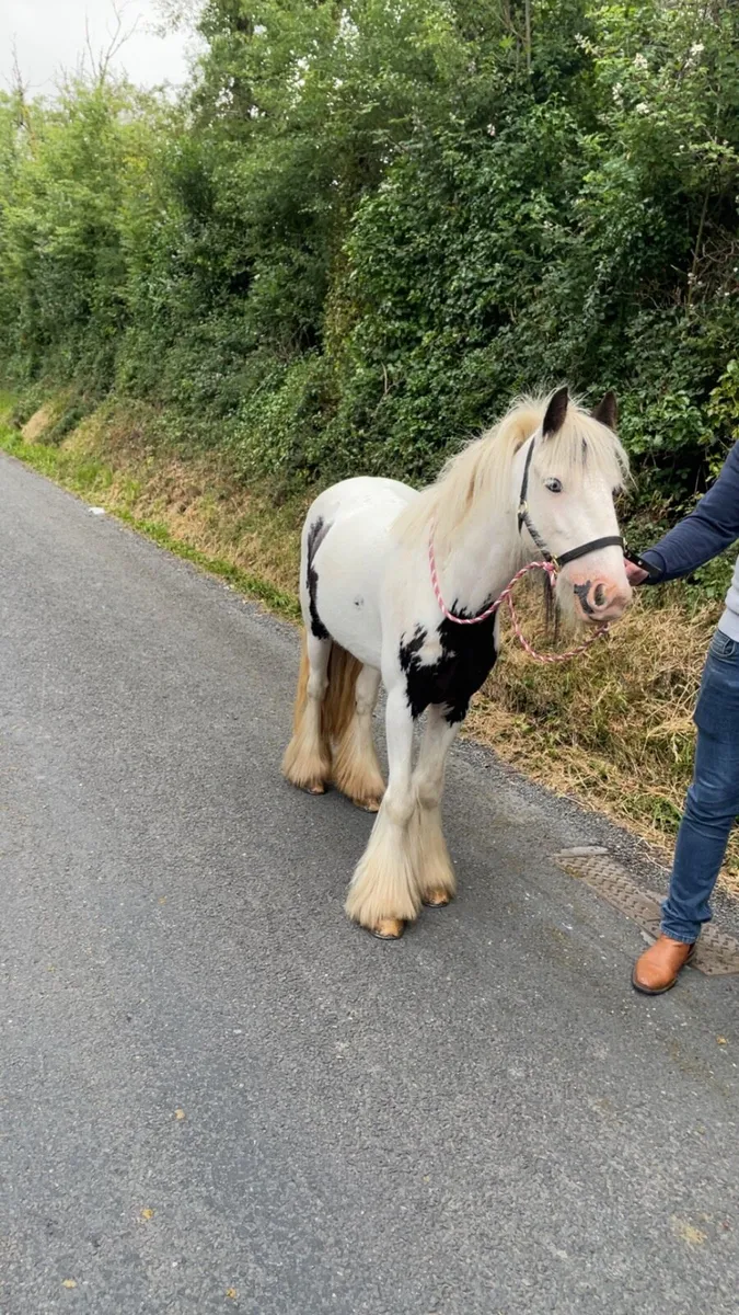 Pony - Image 1