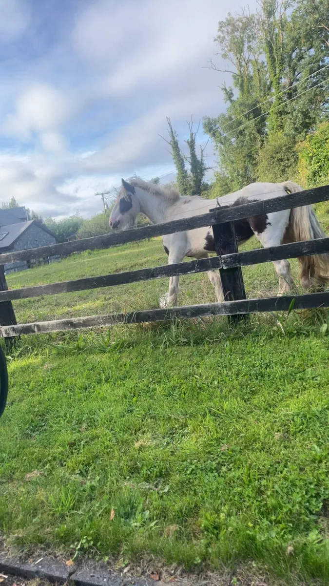 Pony - Image 2