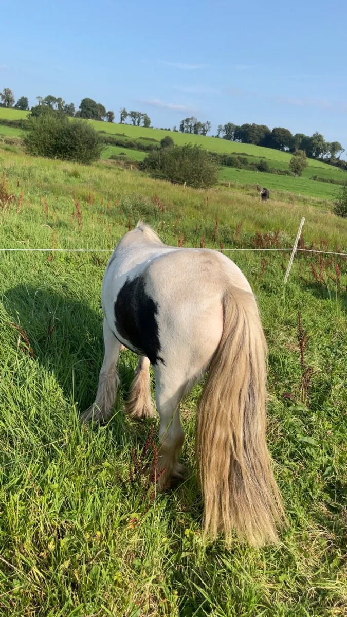 Pony - Image 3